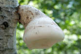 20120823_122855 Fungo del legno su betulla