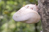 20120823_122940 Fungo del legno su betulla