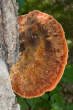 20120823_124010 Fungo del legno