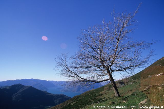  Pianta spoglia all'alpe Chiaro - click to next image