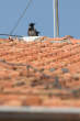 20120327_143935 Cornacchia spettatrice