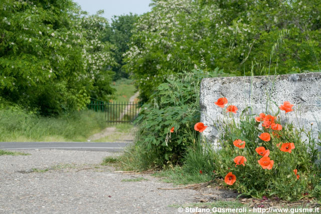  Papaveri sulla strada per Cascina Nuova - click to next image