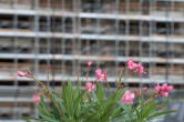 20110708_183554 Rosa e cantiere