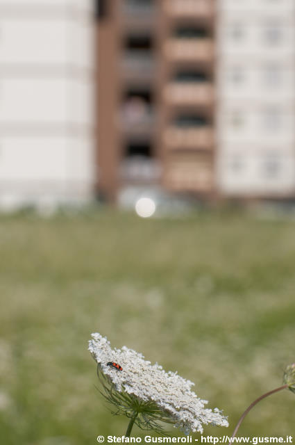  Coccinella - click to next image