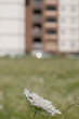 20110711_180022 Coccinella