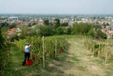 20090926_143702 Vendemmia