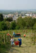 20090926_153225 Vendemmia