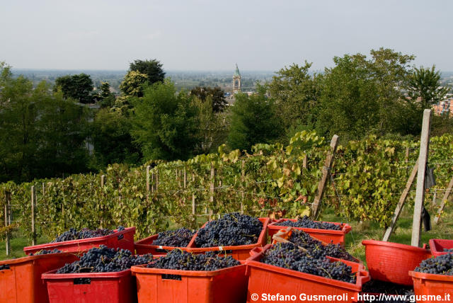  Vendemmia - click to next image