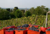 20090926_153348 Vendemmia