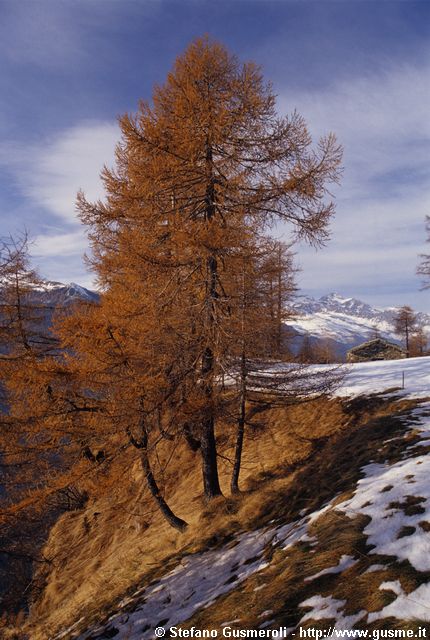  Larici sul dirupo - click to next image