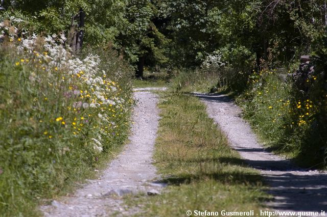  Strada per Quetta tra prati fioriti - click to next image