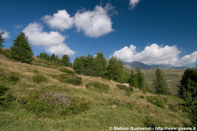  Larici verso Cresta del Piano - click to next image