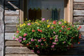 20110722_091518 Finestra fiorita