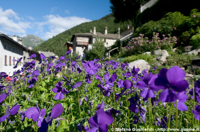 Violette - click to next image