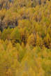 20091028_154846 Boschi di larici