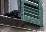 20060513_174251 Cane a una finestra in via S.Rosalia