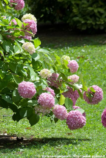  Ortensie di Palazzo Salis - click to next image