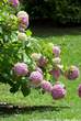 20060709_144846 Ortensie di Palazzo Salis