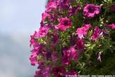 20060711_124331 Petunie