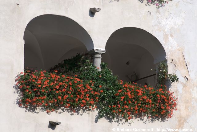  Logge fiorite lungo la Mera - click to next image
