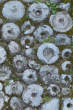20130416_173842 Bottoni di pietra ollare