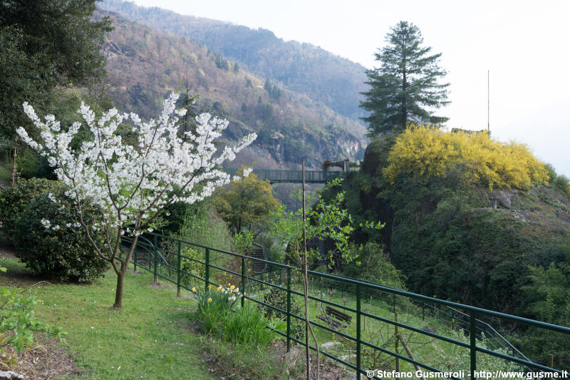  Fioritura - click to next image