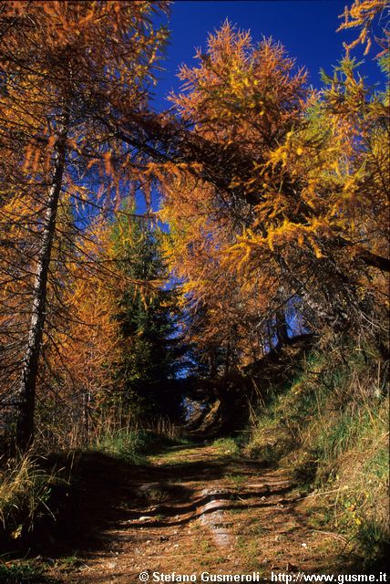  Sentiero dei larici - click to next image