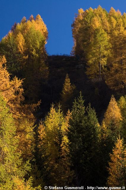  Solco della funivia tra i larici - click to next image