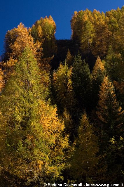  Solco della funivia tra i larici - click to next image