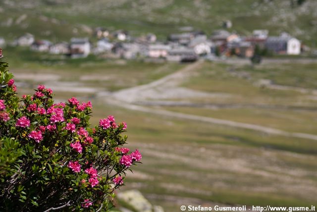  Rododendri a Montespluga - click to next image