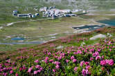 20110702_164936 Rododendri presso MonteSpluga