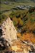 20041023_100_18 Larici vero Casone