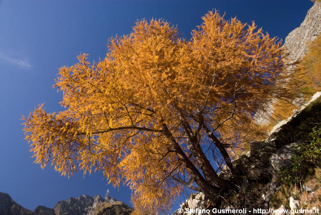  Larice autunnale - click to next image