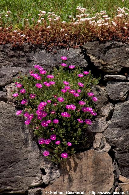  Fiori - click to next image