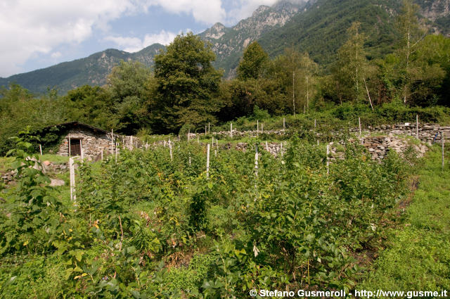  Coltivazioni di frutti di bosco - click to next image