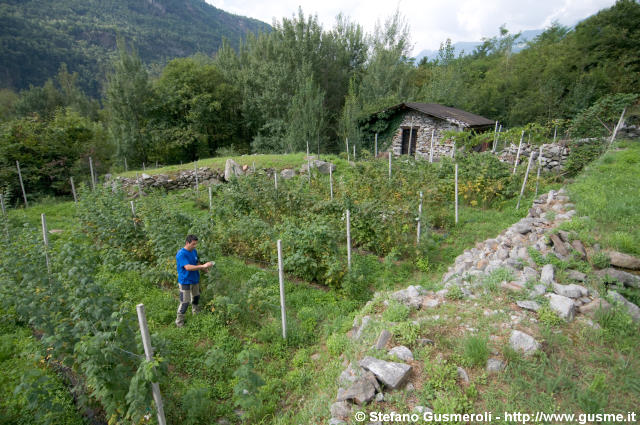  Coltivazioni di frutti di bosco - click to next image