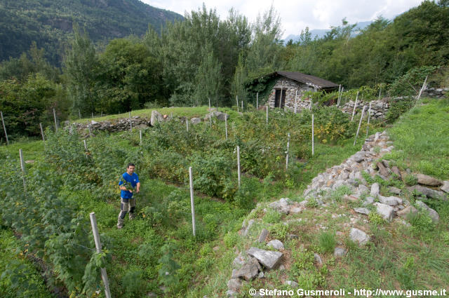  Coltivazioni di frutti di bosco - click to next image