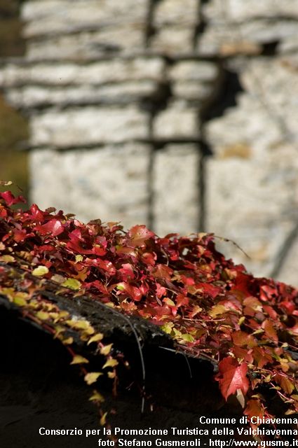  Edera autunnale - click to next image