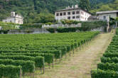 20120804_103056 Vigneto presso Palazzo Vertemate