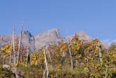 20071104_140942 Vigne