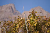 20071104_140953 Viti
