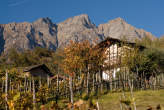 20071104_144918 Vigne