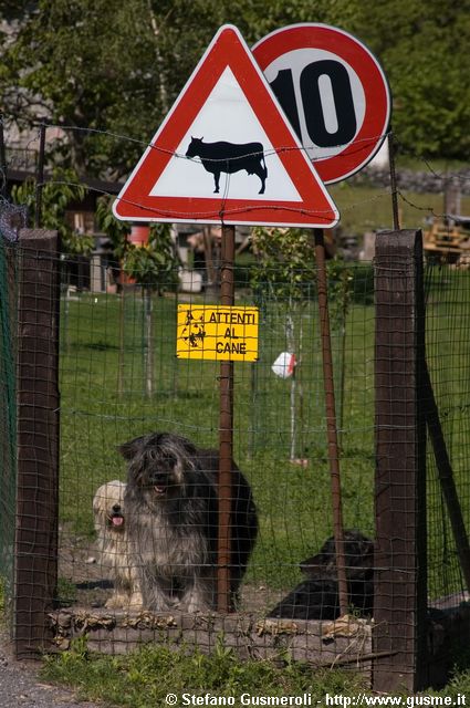  Cani e cartelli - click to next image