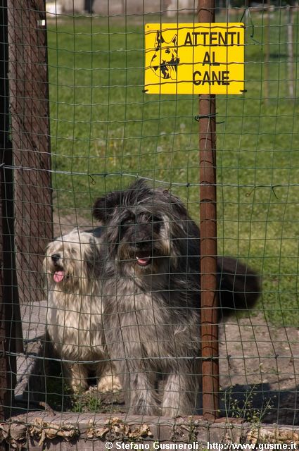  Attenti al cane - click to next image