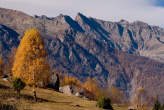 20071102_123550 Betulla autunnale