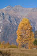 20071102_141004 Betulla autunnale e pizzo Stella