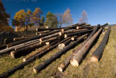 20071102_142106 Tronchi