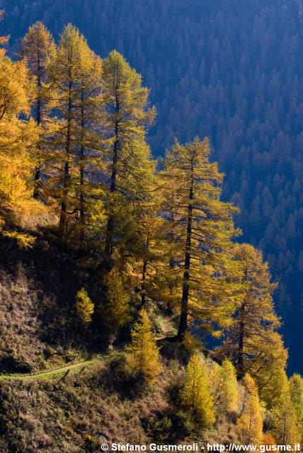  Sentiero nel bosco autunnale - click to next image