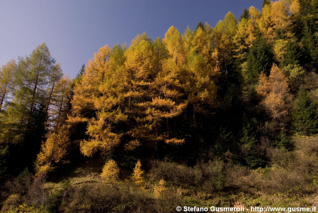  Bosco autunnale - click to next image