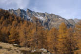 20091029_115948 Larici e piz Papalin